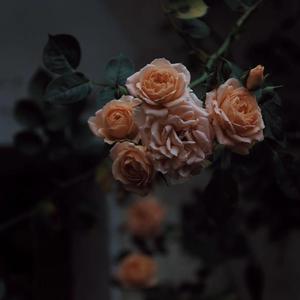 极品另类❌❌❌❌
